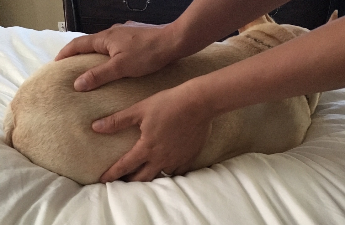 How to Become Certified in Canine Massage - Holistic Animal Courses