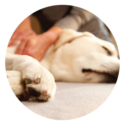 what is canine massage therapy